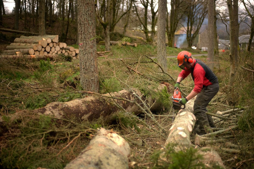 Timber Felling and Harvesting - Treeline Scotland