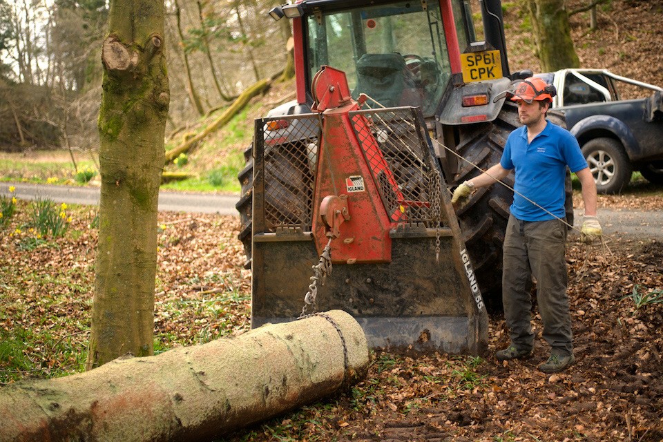 Timber Felling and Harvesting - Treeline Scotland